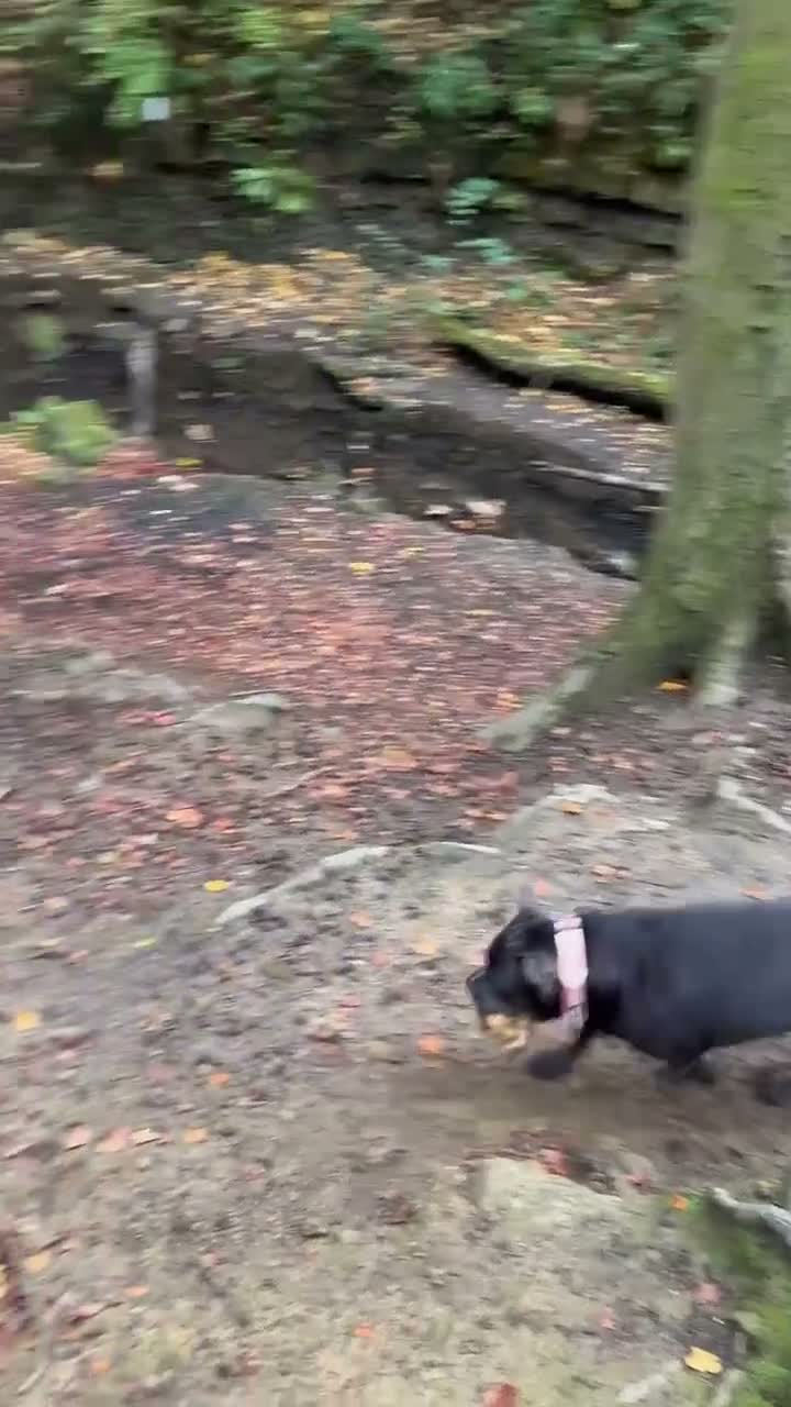Staffordshire Bull Terrier dogs for stud: Kenbloom Mcintosh  - Video 3