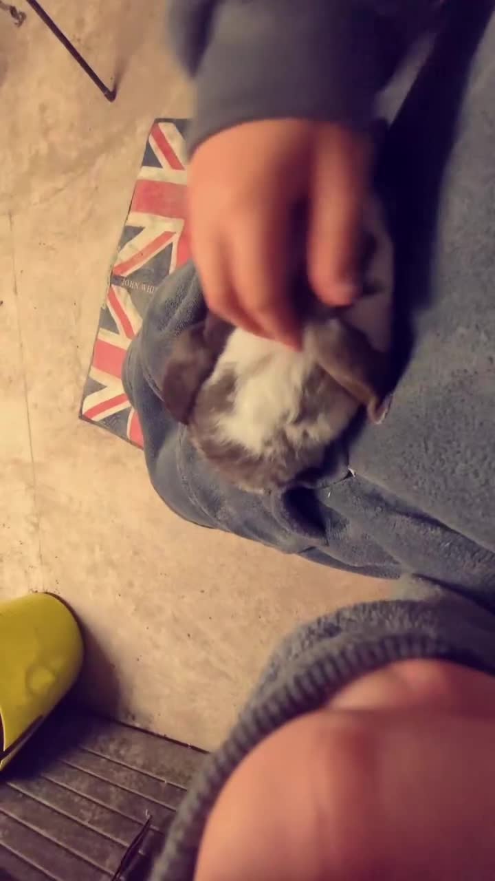 Mini Lop rabbits for sale: Brown n white mini lop for sale  - Video 5