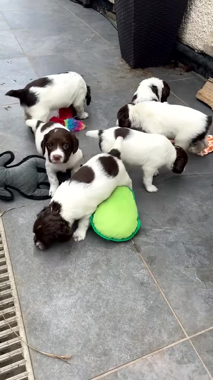 English Springer Spaniel dogs for sale: Kc springer puppies  - Video 1