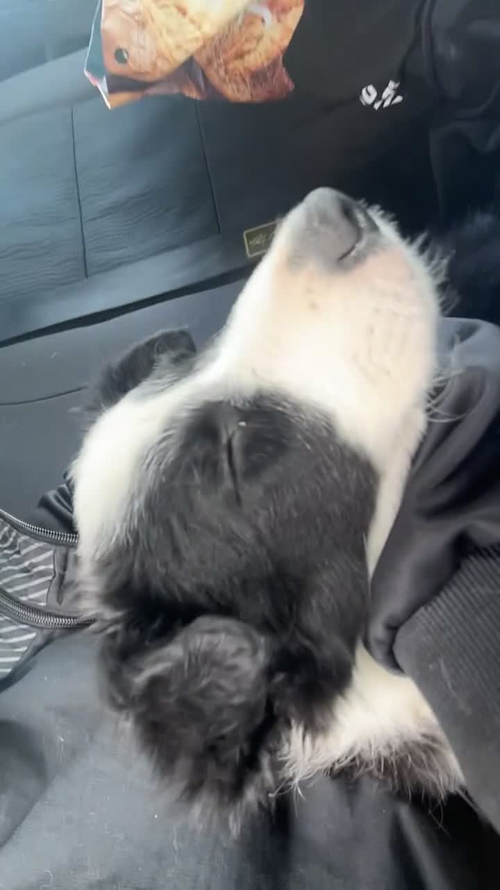 Border Collie dogs for sale: stunning old fashion collie boy - Video 3