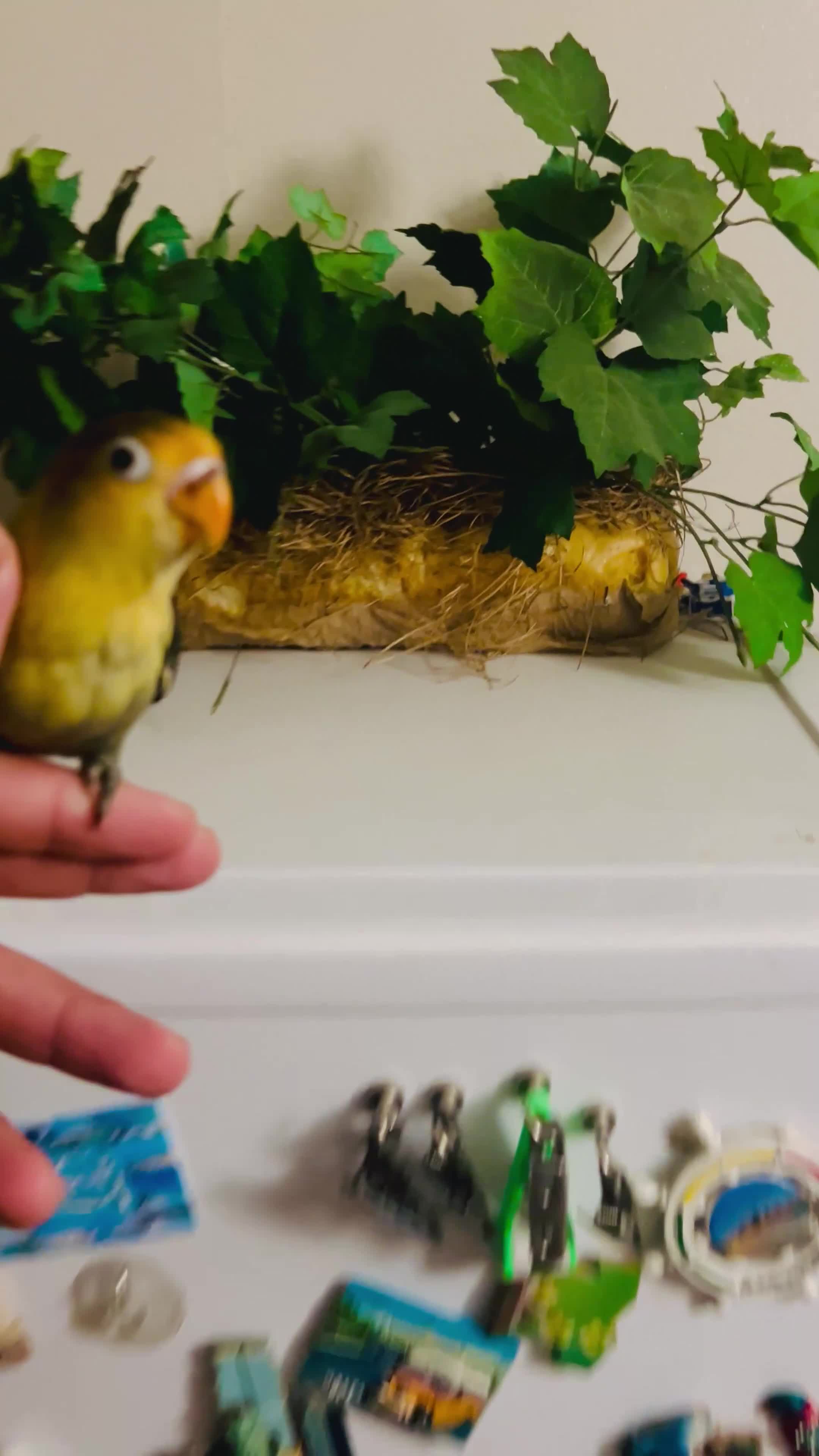 Lovebirds birds for sale: Hand-Reared Tame Lovebird Babies – Rare Colours - Video 4