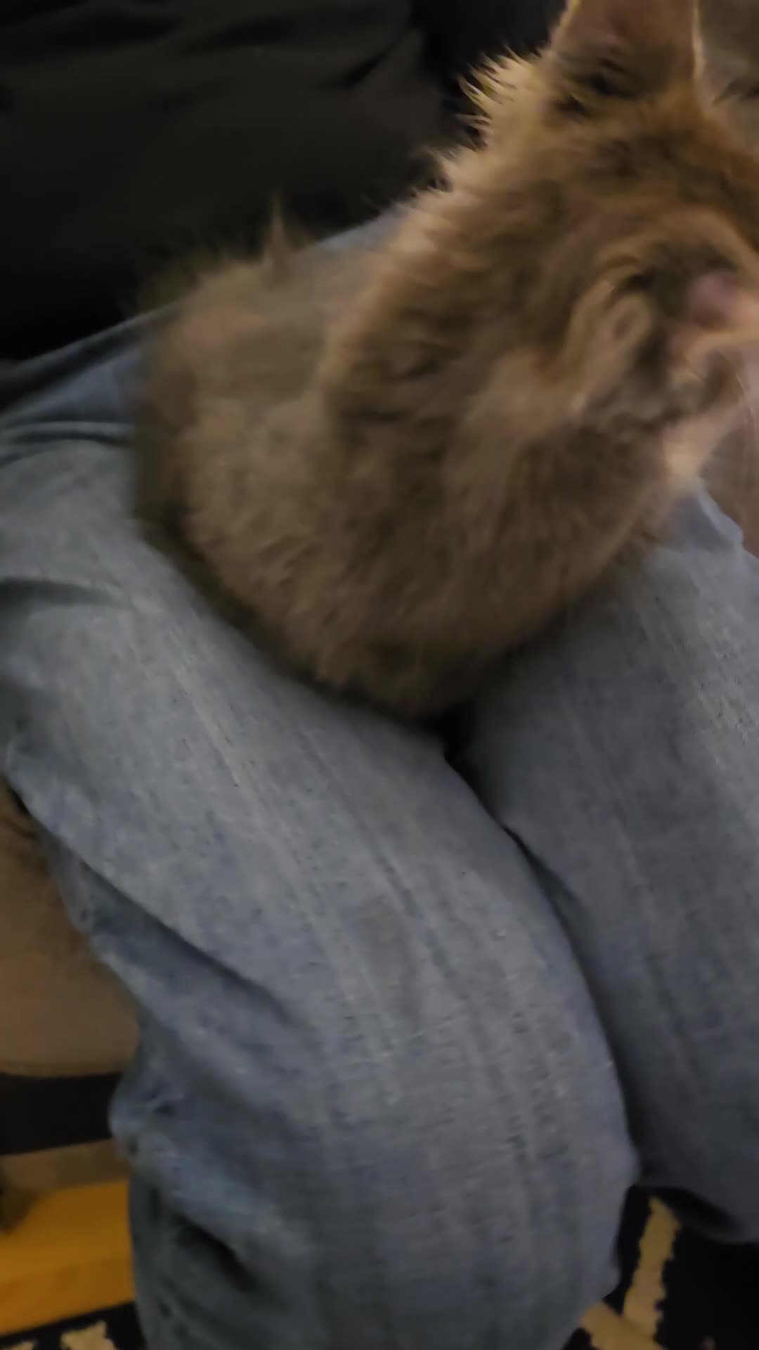 Maine Coon cats for sale: Beautiful Maine coon kittens  - Video 4