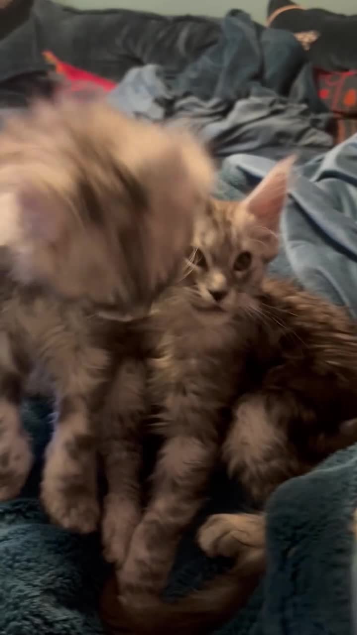 Maine Coon cats for sale: Pedigree registered Maine Coon - Video 5