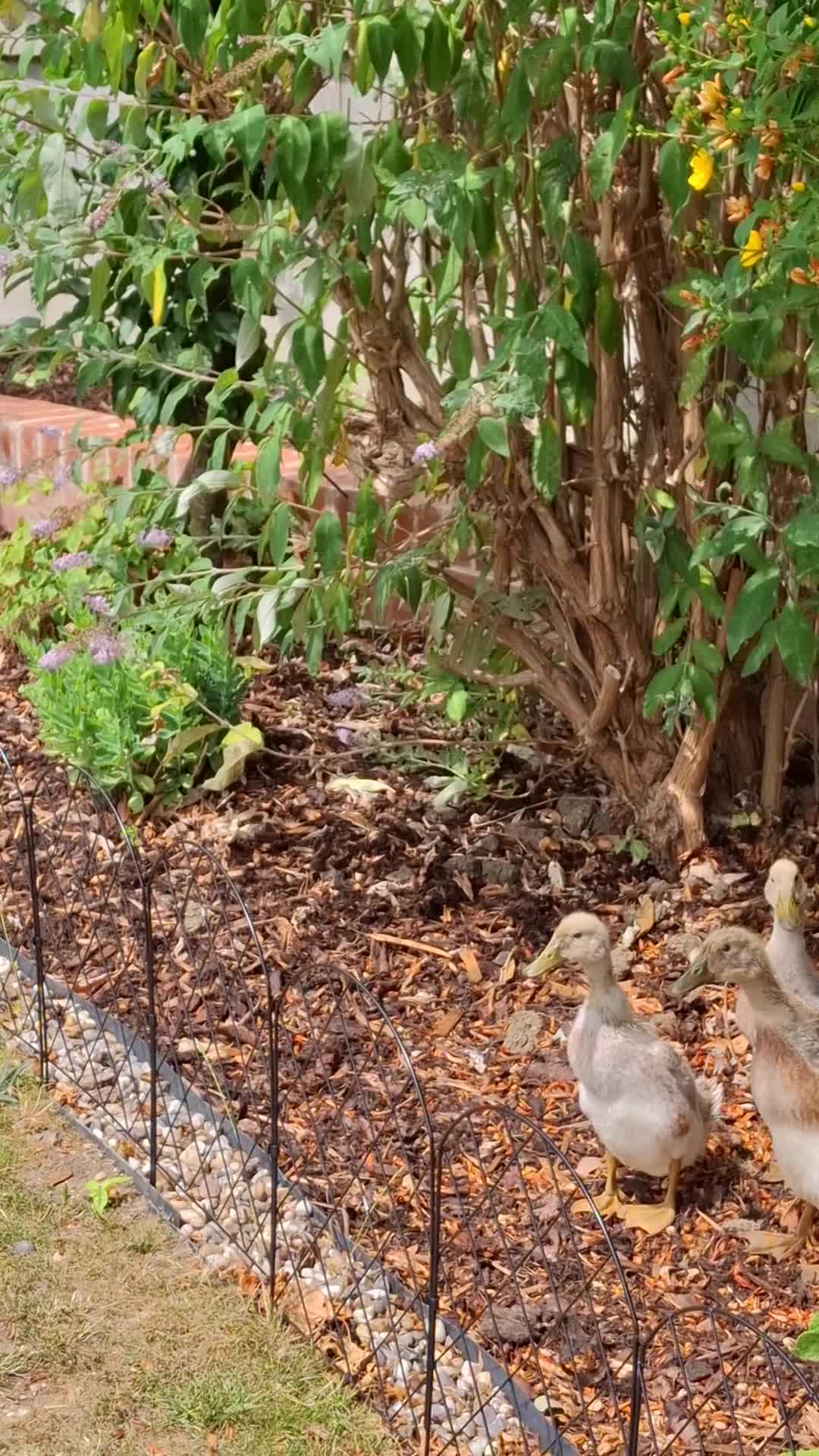 Ducks poultry for sale: Adolescent Welsh Harlequin Ducks – 1 F, 2 M - Video 2