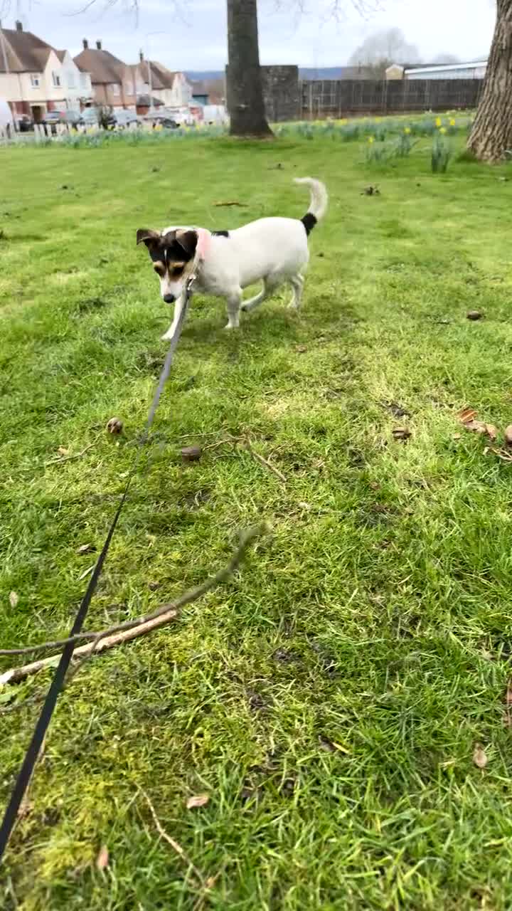 Jack Russell dogs for sale: Jack Russel 13 months old  - Video 1
