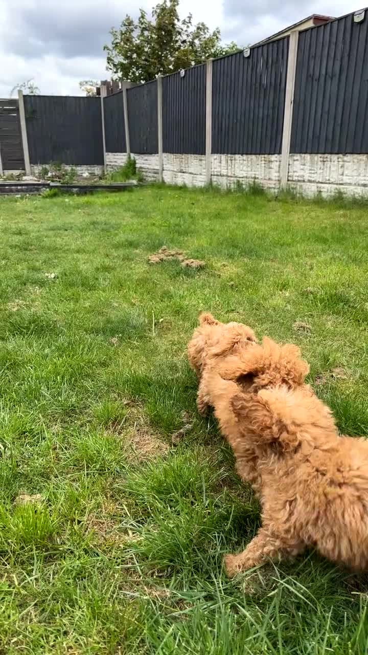 Cockapoo dogs for sale: Beautiful rich red cockapoos - Video 2