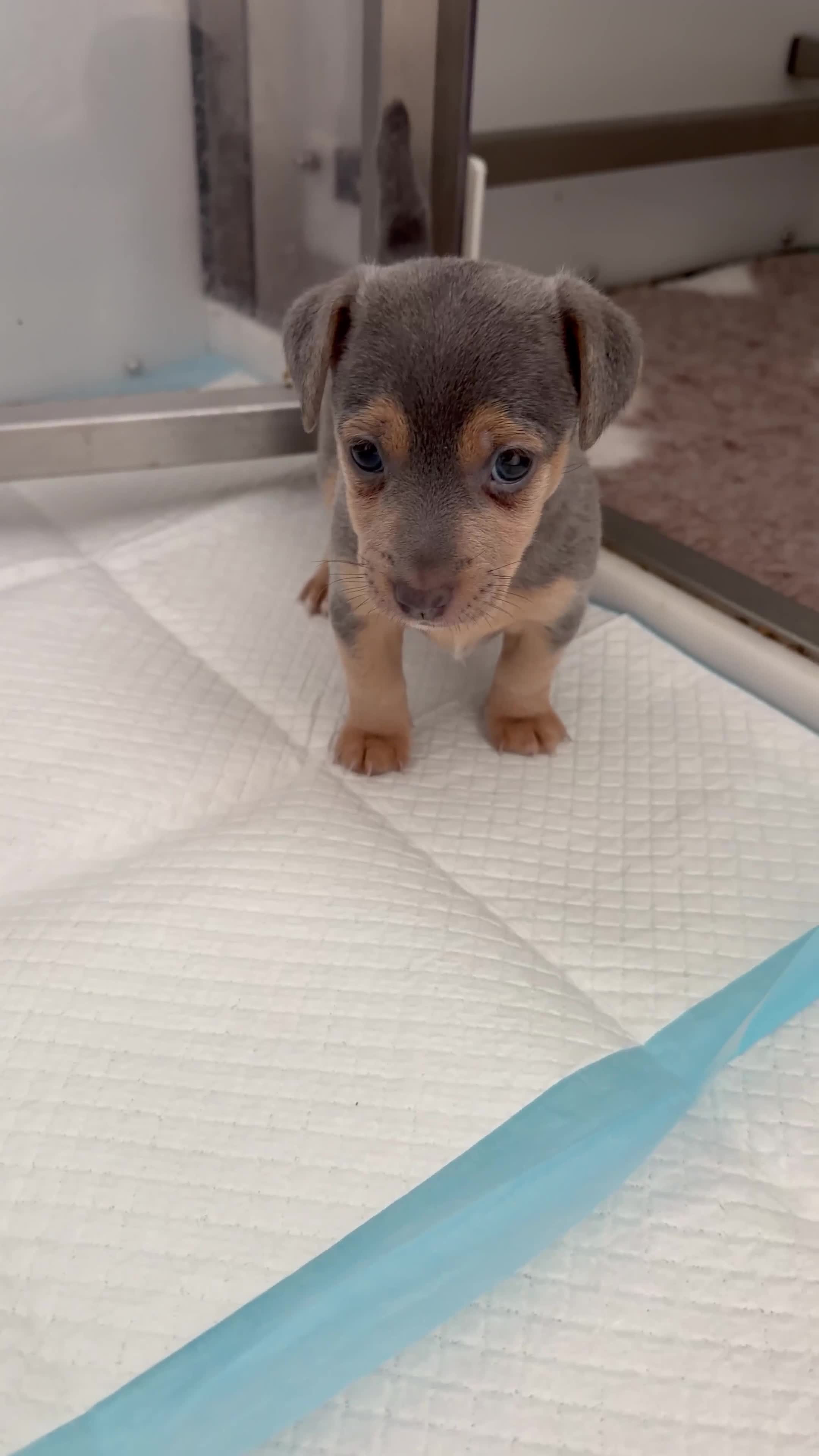 Jack Russell dogs for sale: DONJACKS - stunning imported lines blue GIRL - Video 1