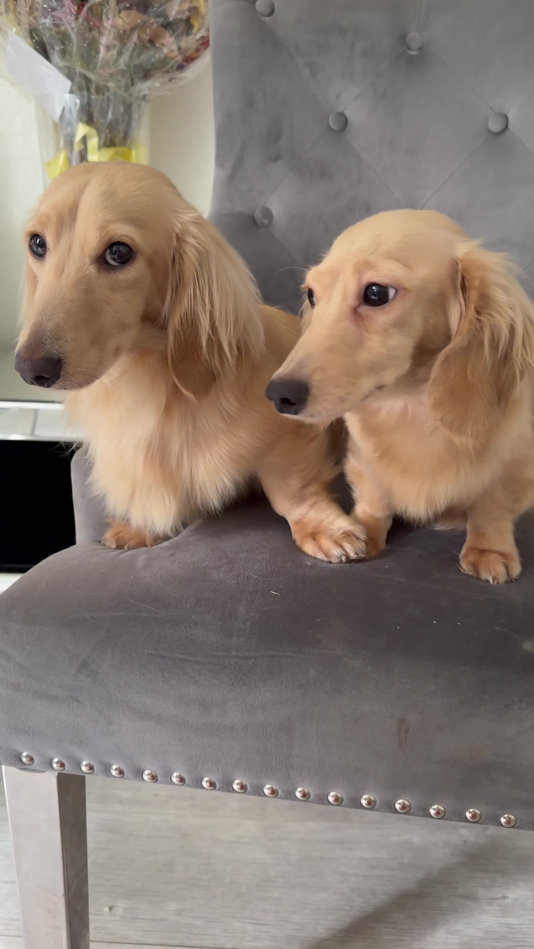 Dachshund dogs for sale: Cream long haired dachshund puppy - Video 1