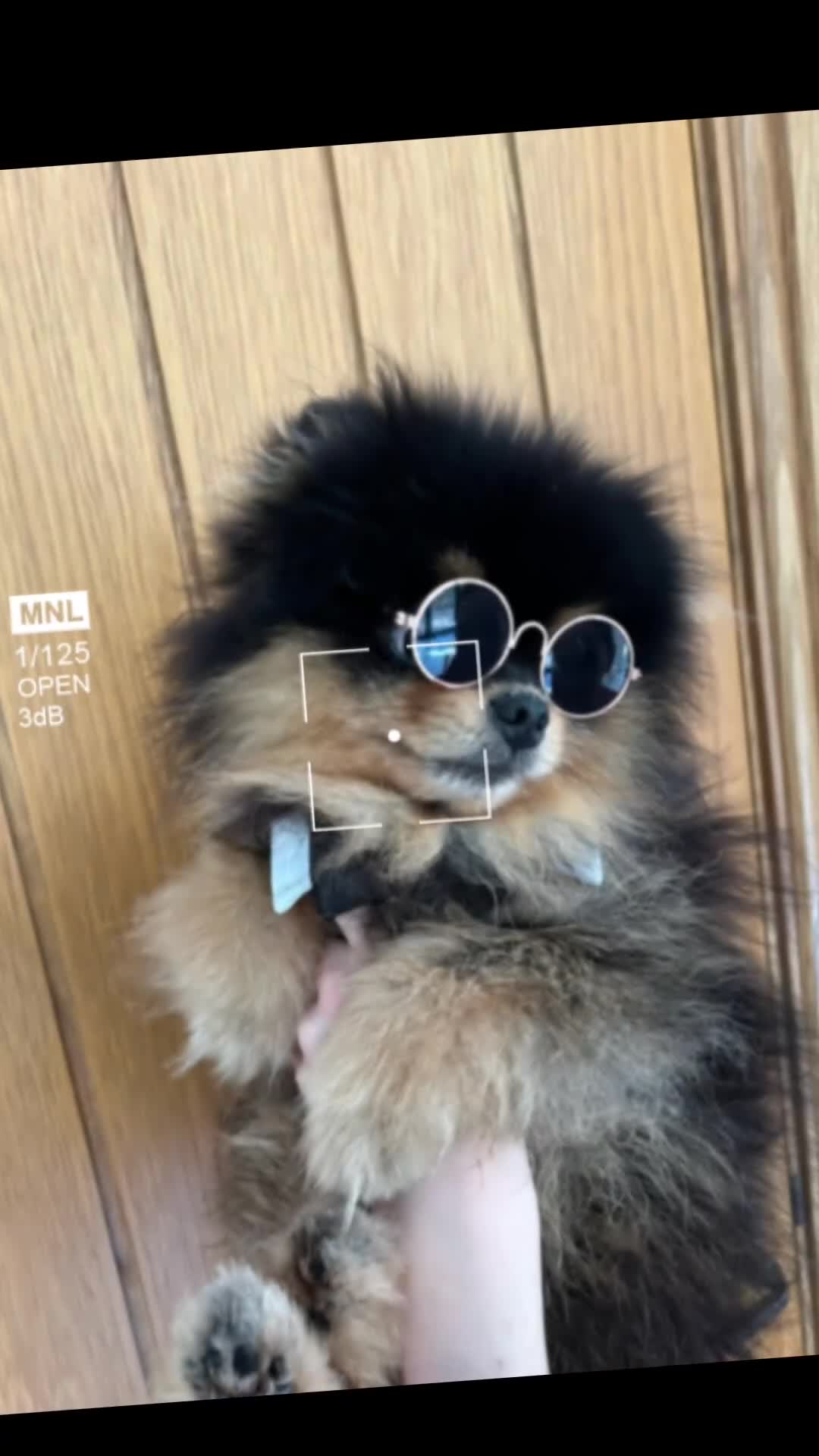 Pomeranian dogs for stud:  ** MALL  BLACK TAN BOY UNREAL KC REG in Pontefract - Video 1