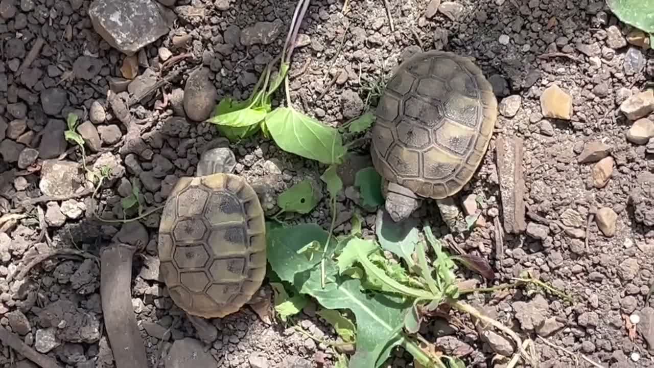 Tortoise reptiles for sale: Hatchling Herman’s tortoises  - Video 1