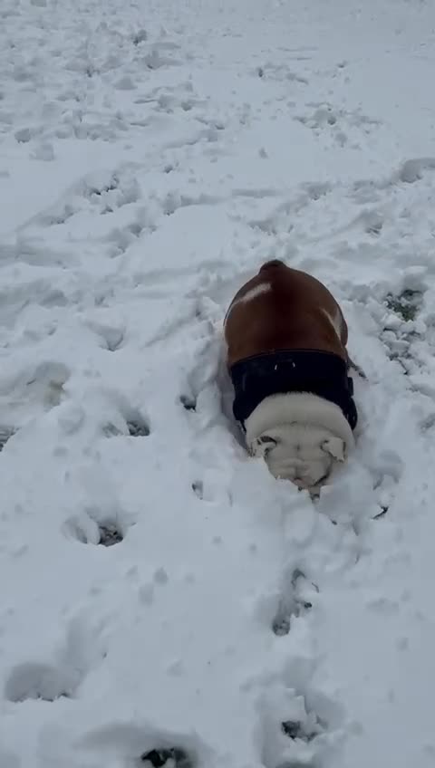 English Bulldog dogs for sale: Neil  - Video 2
