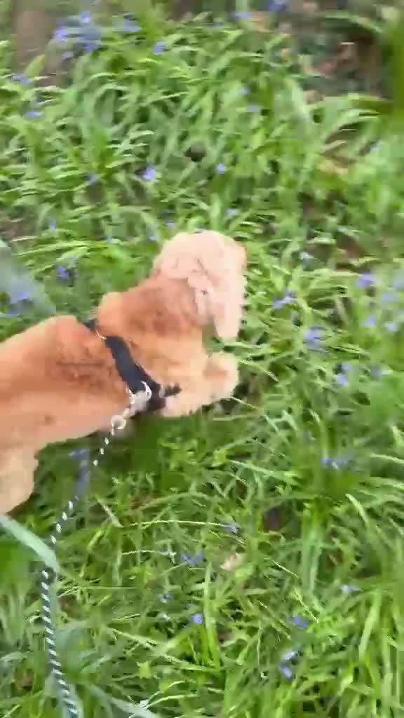 Cocker Spaniel dogs for sale: Golden working cocker spinel  - Video 1