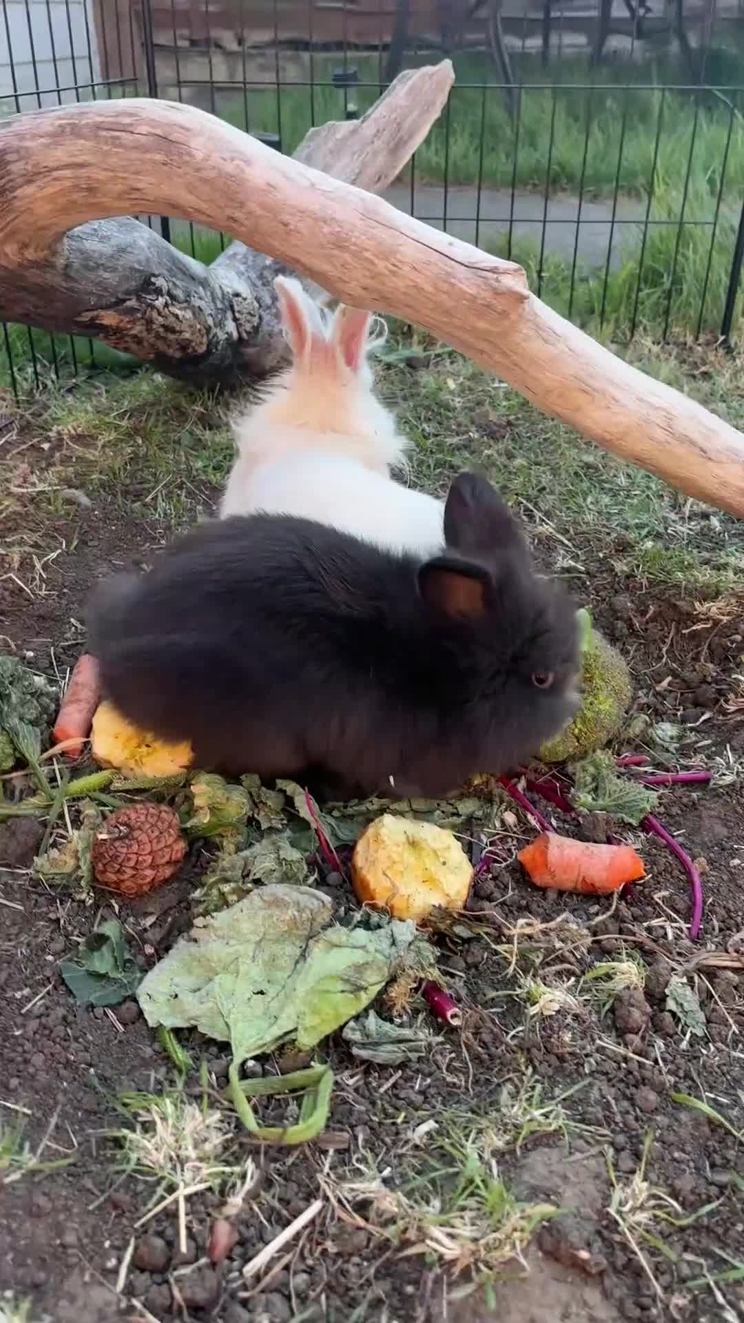 Lionhead rabbits for sale: Double mane lionhead  - Video 1