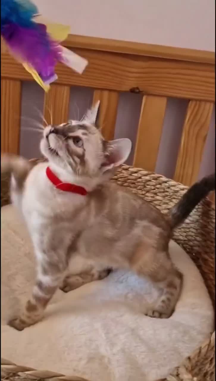 Bengal cats for sale: Ready to Leave TICA Registered Snow Bengal Girl  - Video 1