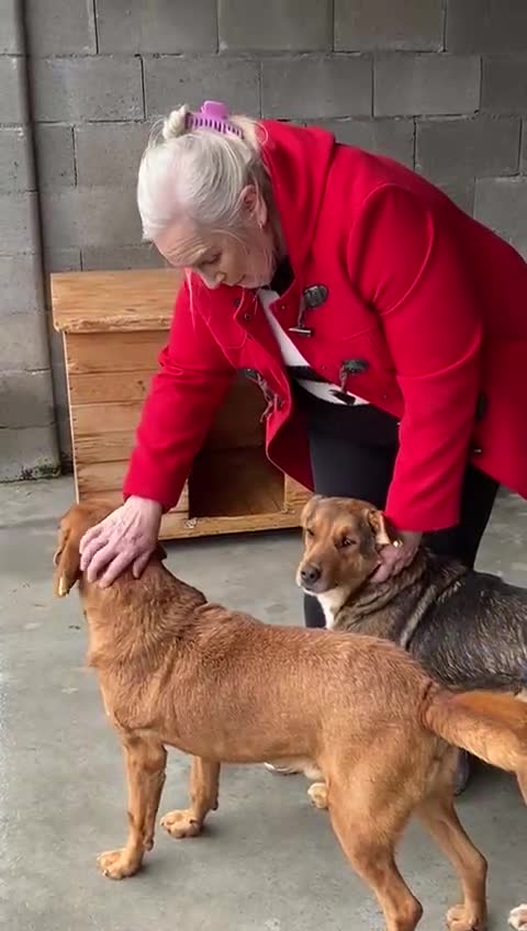 Mixed Breed dogs for adoption: Beanie Boy, 3-4 yrs old. Available for adoption. - Video 2