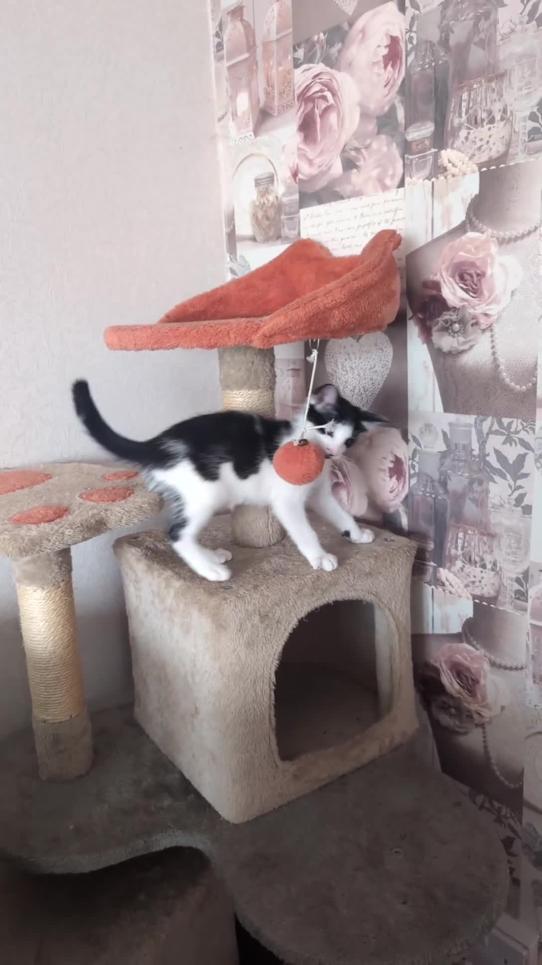 Oriental cats for sale: Mixed Oriental kittens ready for their new home  - Video 1