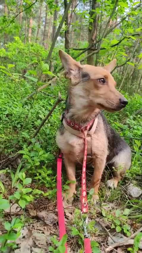 Miniature Pinscher dogs for adoption: Fiona – Thrown Out, but still full of love - Video 2