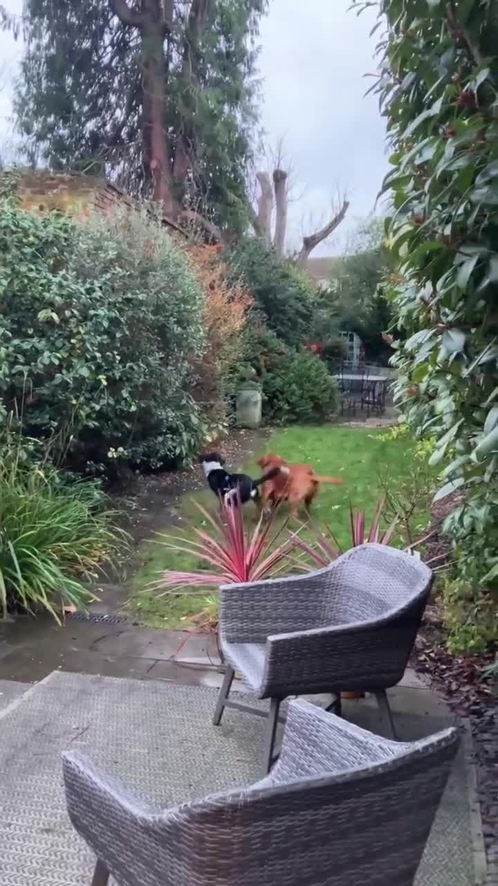 Mixed Breed dogs for adoption: Beau is looking for his forever home - Video 1