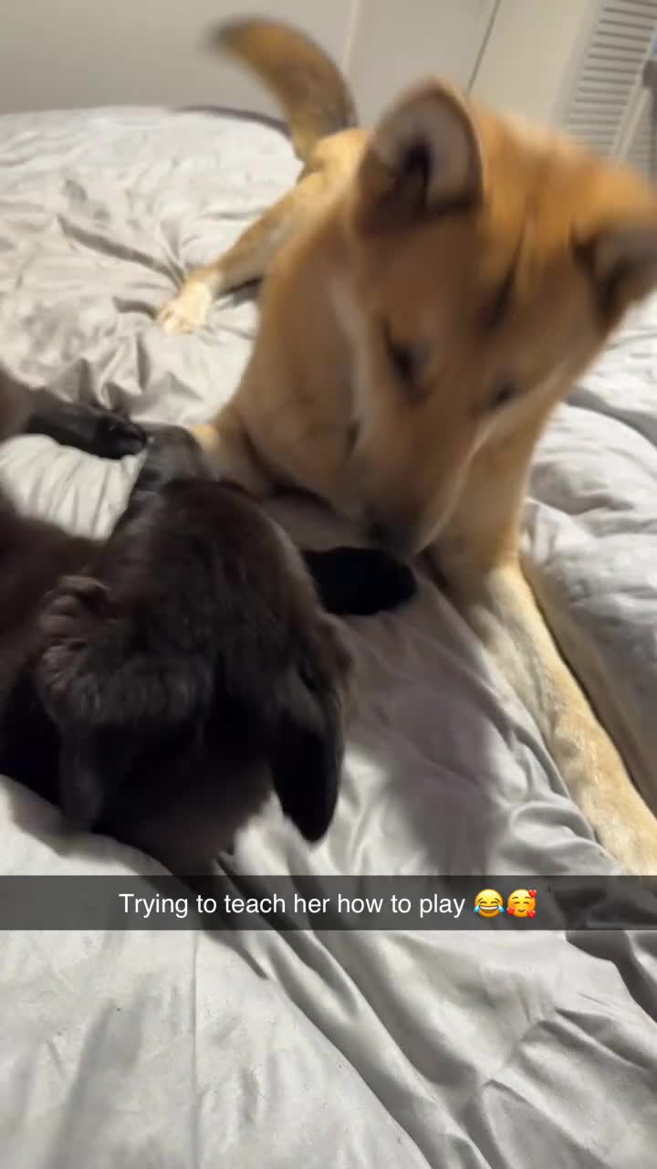 German Shepherd dogs for sale: Female German shepherd puppies  - Video 2