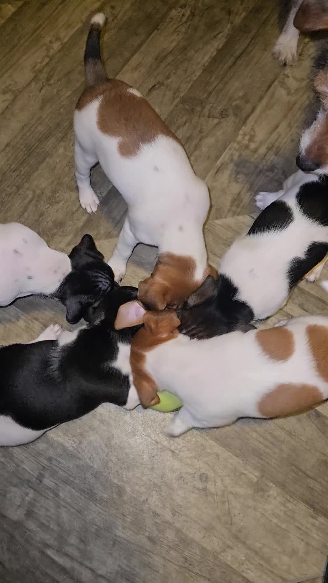 Jack Russell dogs for sale: Jack Russell puppies tri colour  - Video 2