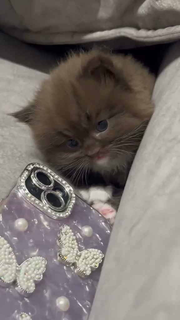 British Longhair cats for sale: Fluffy Chocolate Brown boy Kitten Lookingfor aHome - Video 2