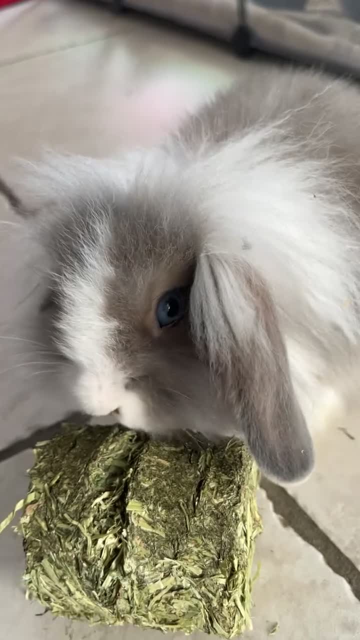 Mixed Breed rabbits for sale: Two rabbits and belongings (16 weeks) in Poole - Video 3