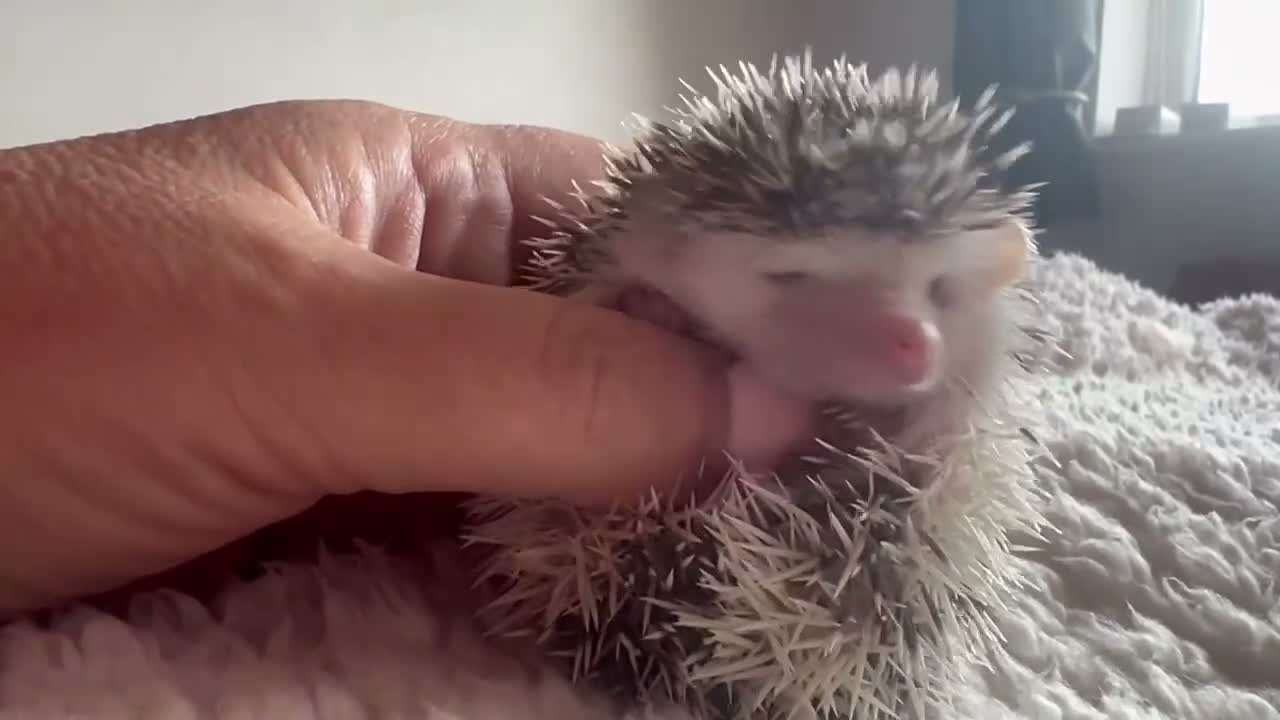Pygmy Hedgehog rodents for sale: African Pygmy hedgehog hoglets  - Video 2