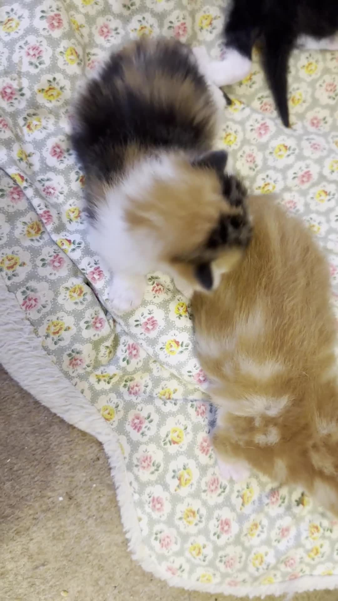 British Shorthair cats for sale: Two black kittens, one with some white    in Bristol - Video 2