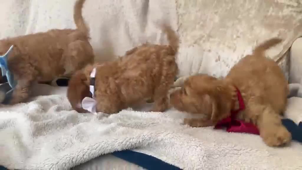 Cockapoo dogs for sale: 4 Gorgeous Cockapoo Puppies Left - Video 1