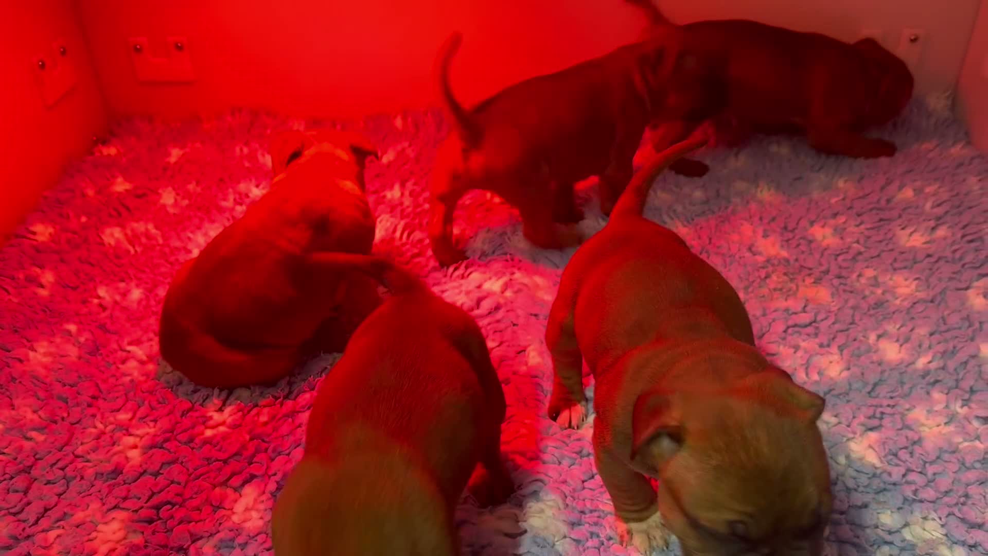 Staffordshire Bull Terrier dogs for sale: Red Staffordshire Bull Terriers - Video 3