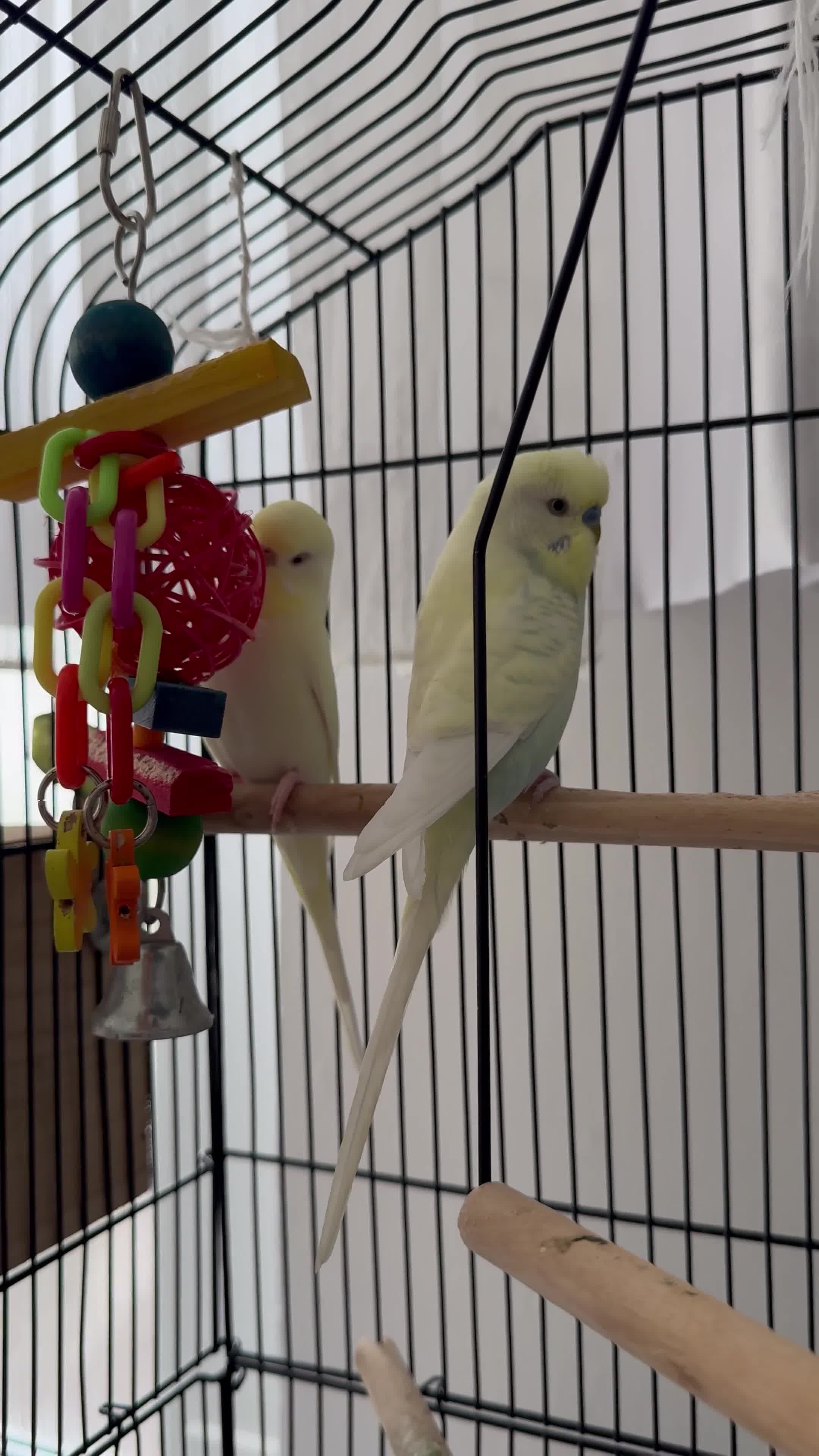Budgerigars birds for sale: Pair of Beautiful Budgies with Cage and Toy - Video 1