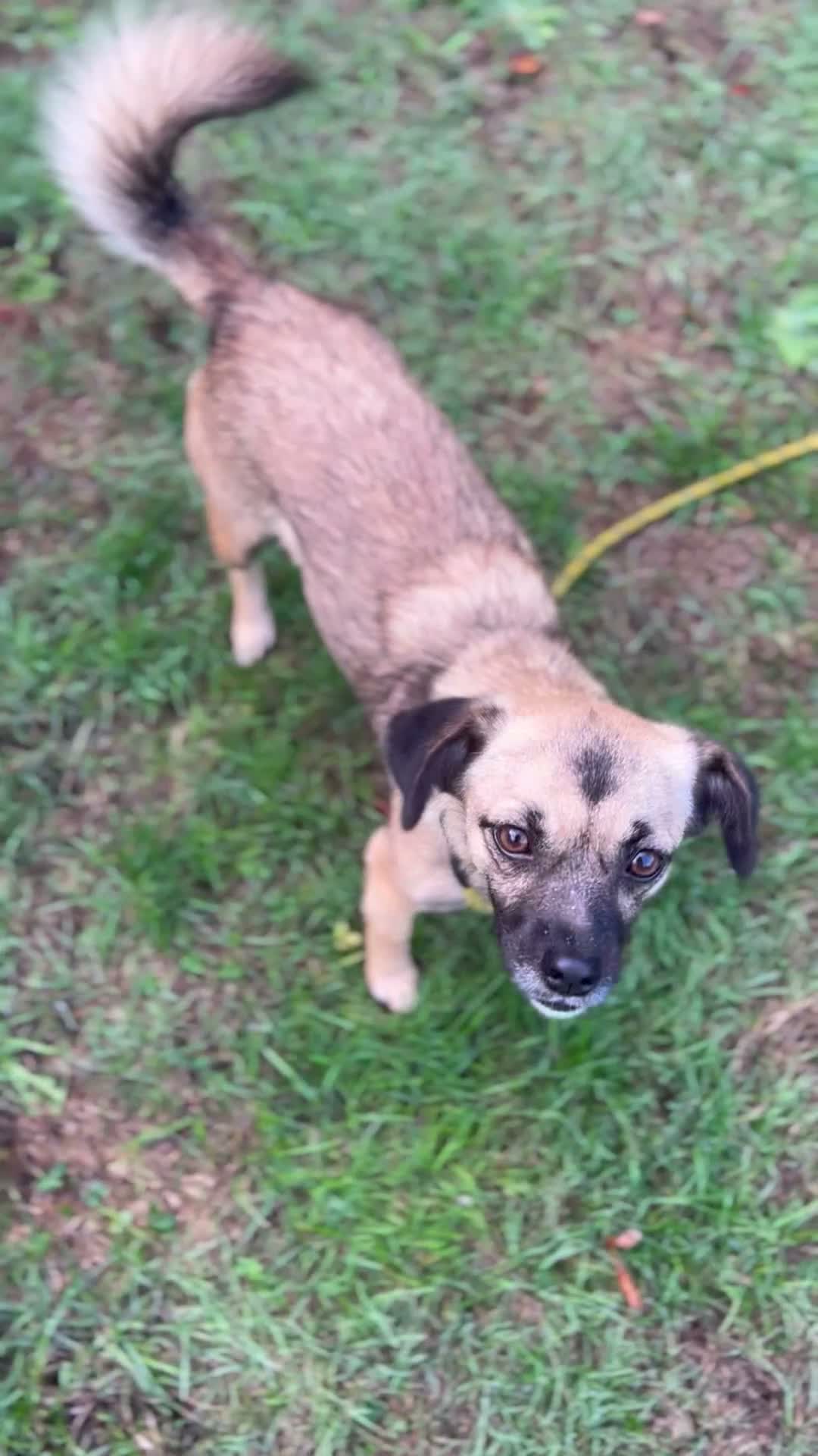 Mixed Breed dogs for adoption: Meet Marlene  12 months old  7kg Romanian mix  - Video 4