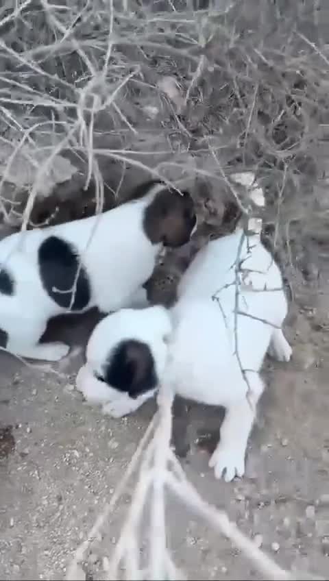 Mixed Breed dogs for sale: Mixed breed - Video 2