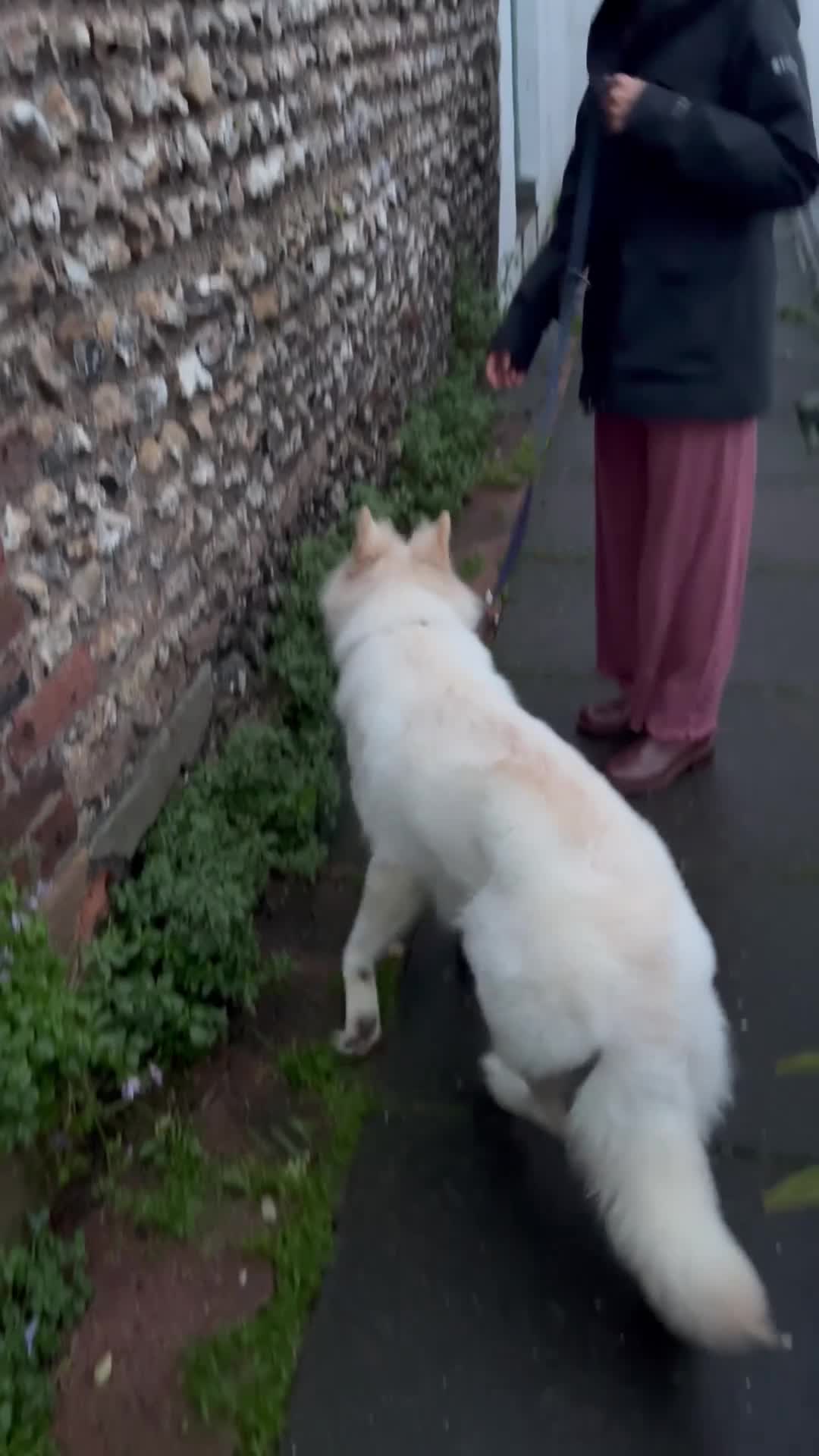 German Shepherd dogs for sale: Huge Potential Shepherd for the Right Home - Video 4