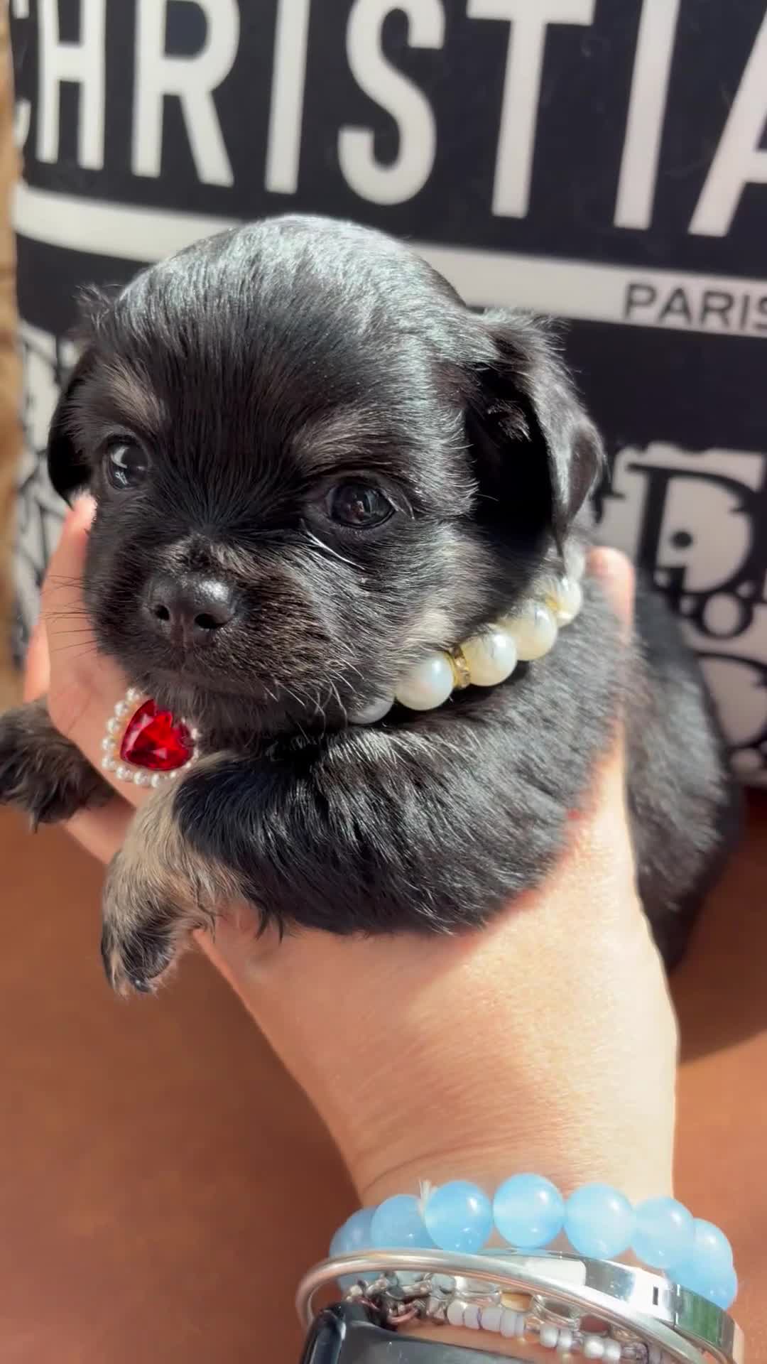 Chihuahua dogs for sale:  🐾 £1250 One little precious boy remaining 🐾  - Video 3