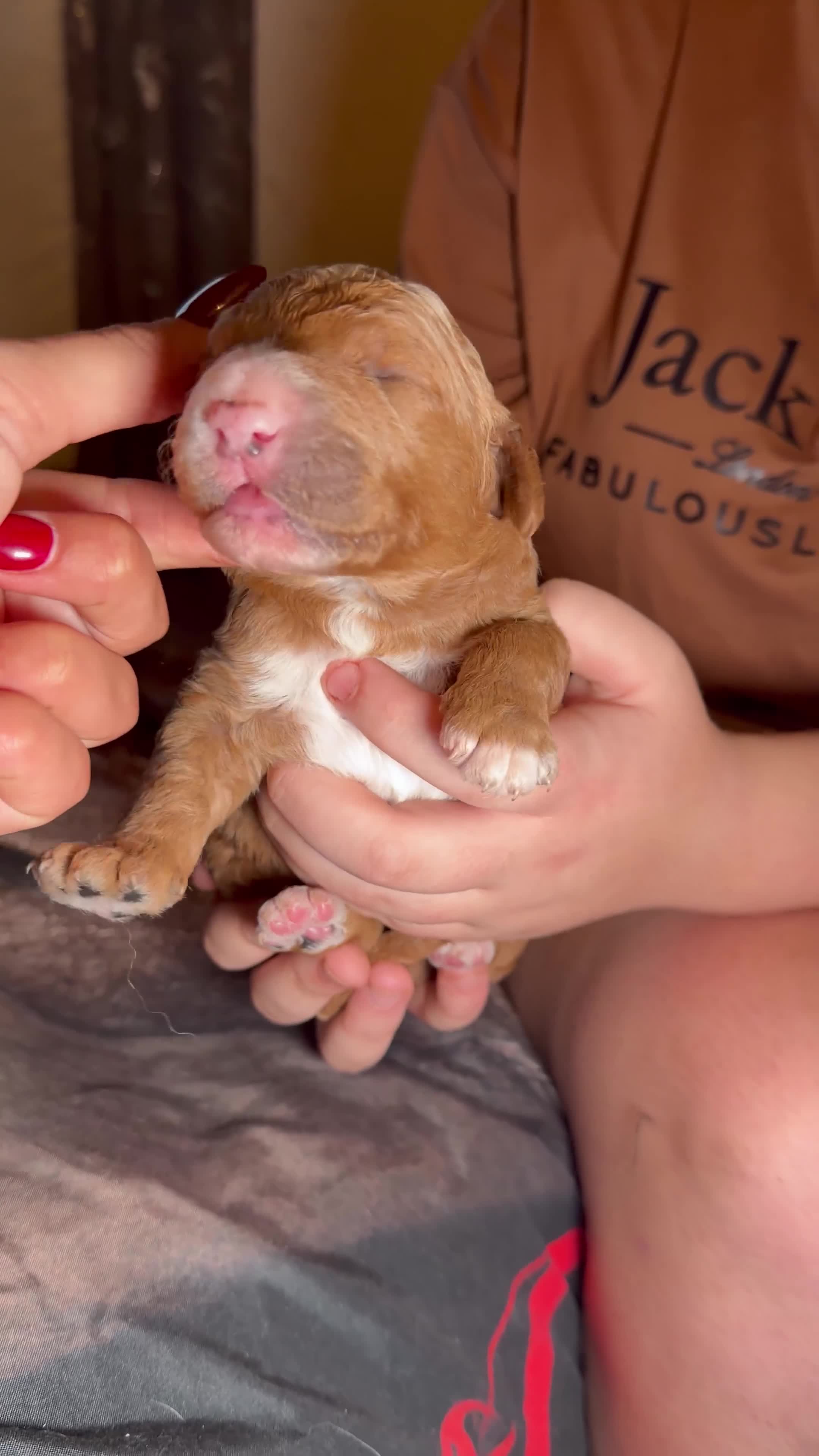 Goldendoodle dogs for sale: Beautiful Rainbow Litter of Goldendoodles - Video 4