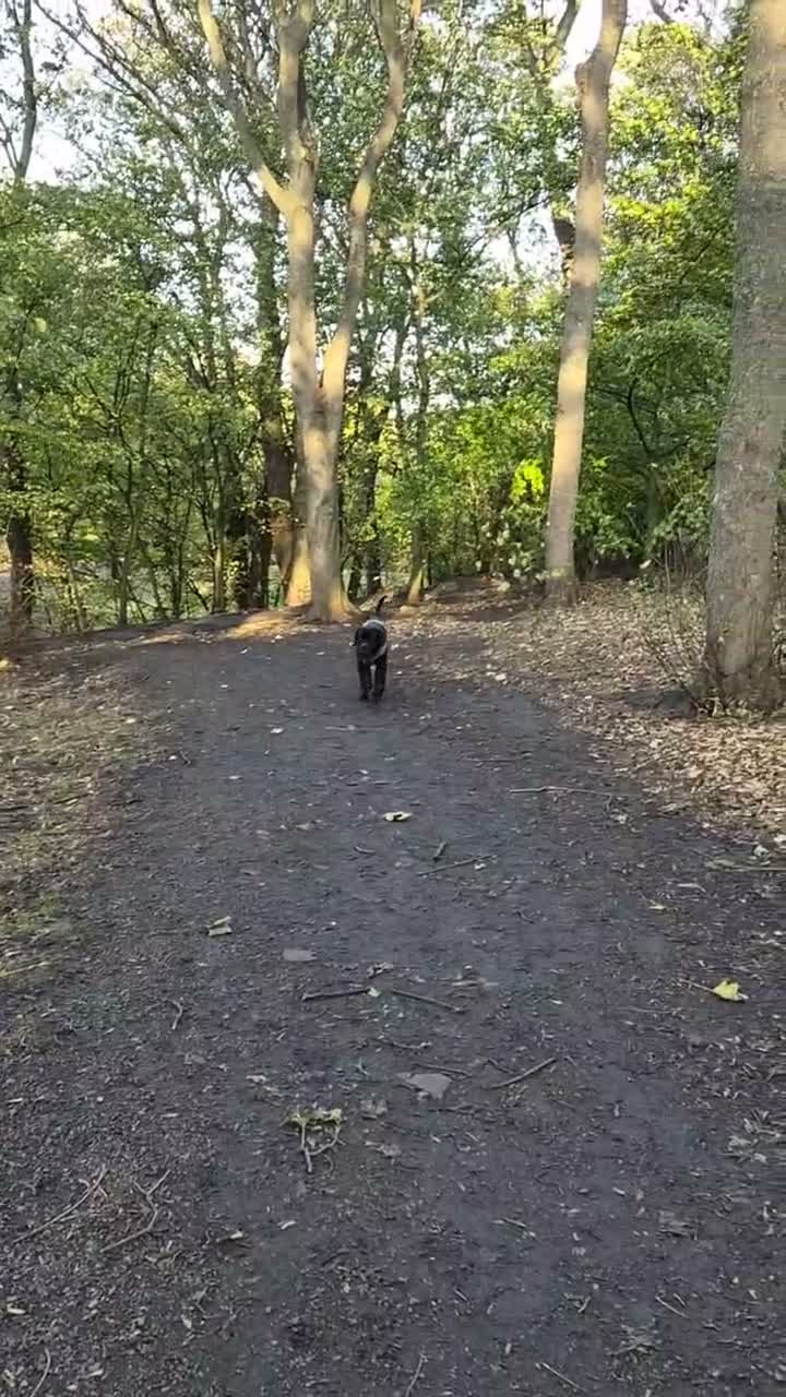 Cane Corso dogs for sale: The BEST Cane Corso available - Video 1