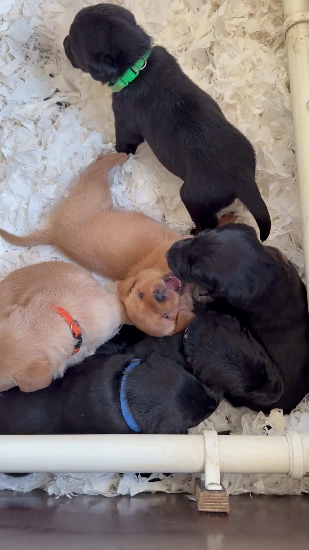 Labrador Retriever dogs for sale: LABRADOR PUPPIES FULL PEDIGREE K. C REG. - Video 1