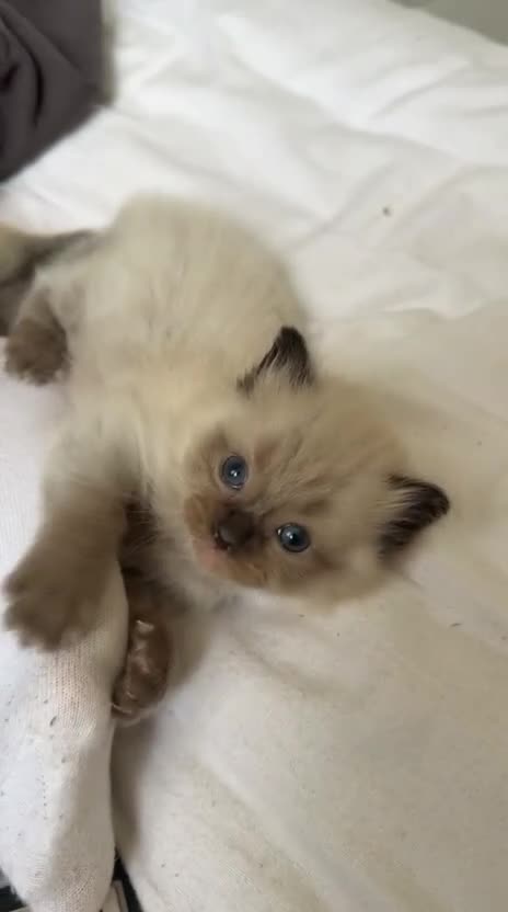Ragdoll cats for sale: 1 mink ragdoll left.  Little boy - Video 2