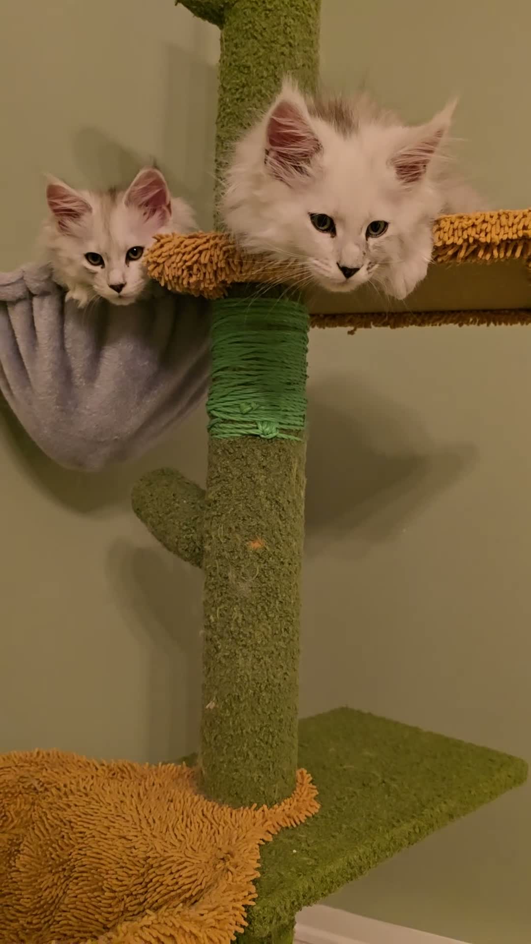 Maine Coon cats for sale: Shaded pure bread maine coons - Video 1