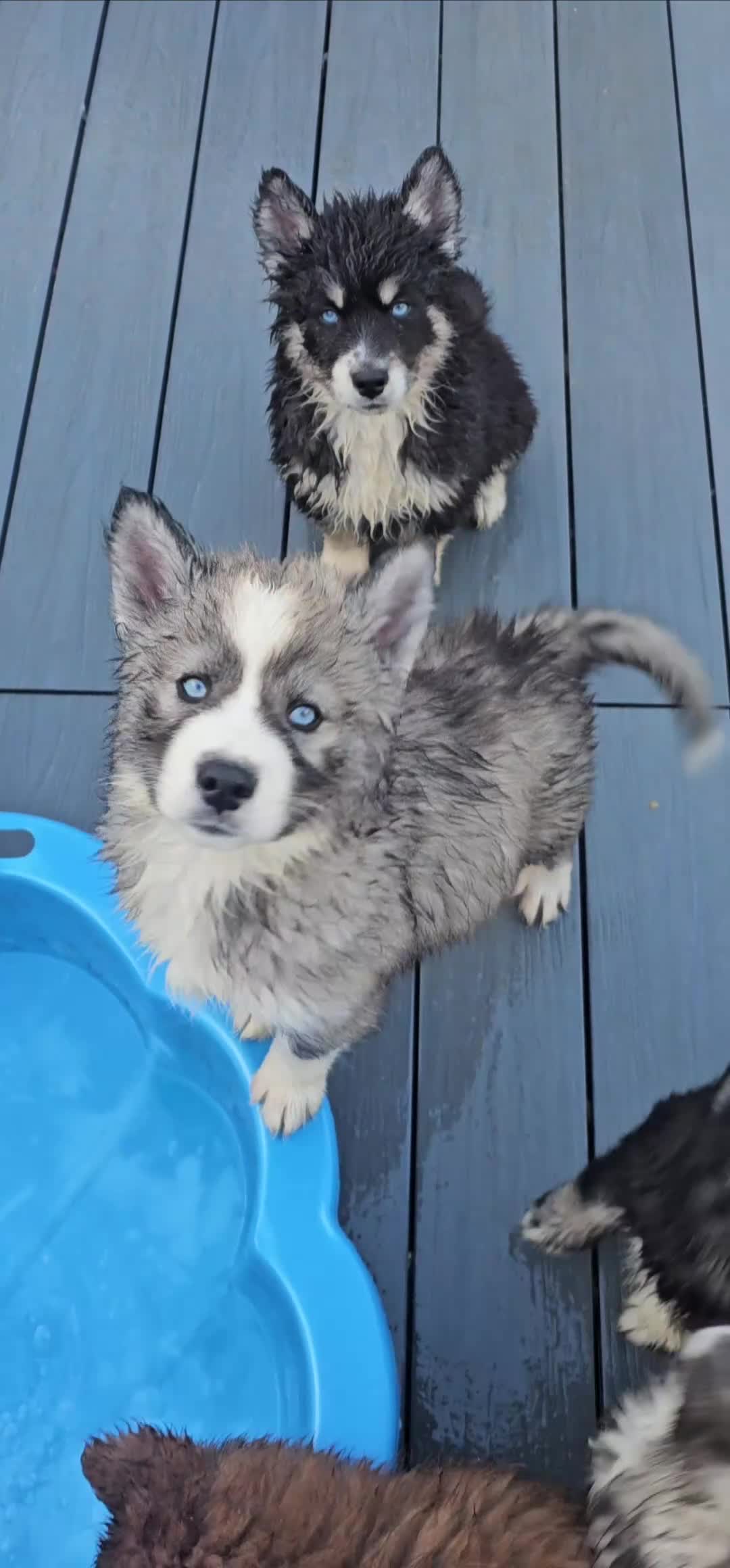 Siberian Husky dogs for sale: Ready to go ! Siberian Husky - Video 1