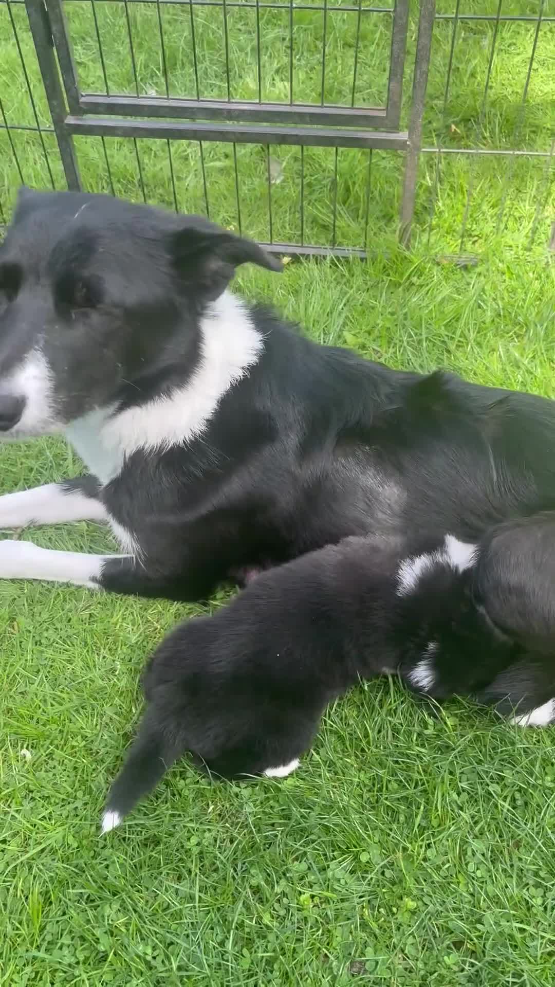 Mixed Breed dogs for sale: 1 beautiful Collie x Kelpie pup left🐶 - Video 1