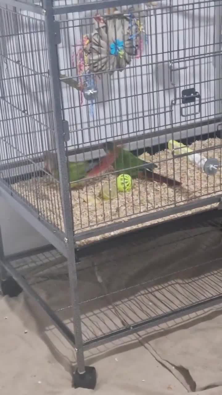 Cockatiels birds for sale: 2 loving conures looking for a loving home. - Video 1