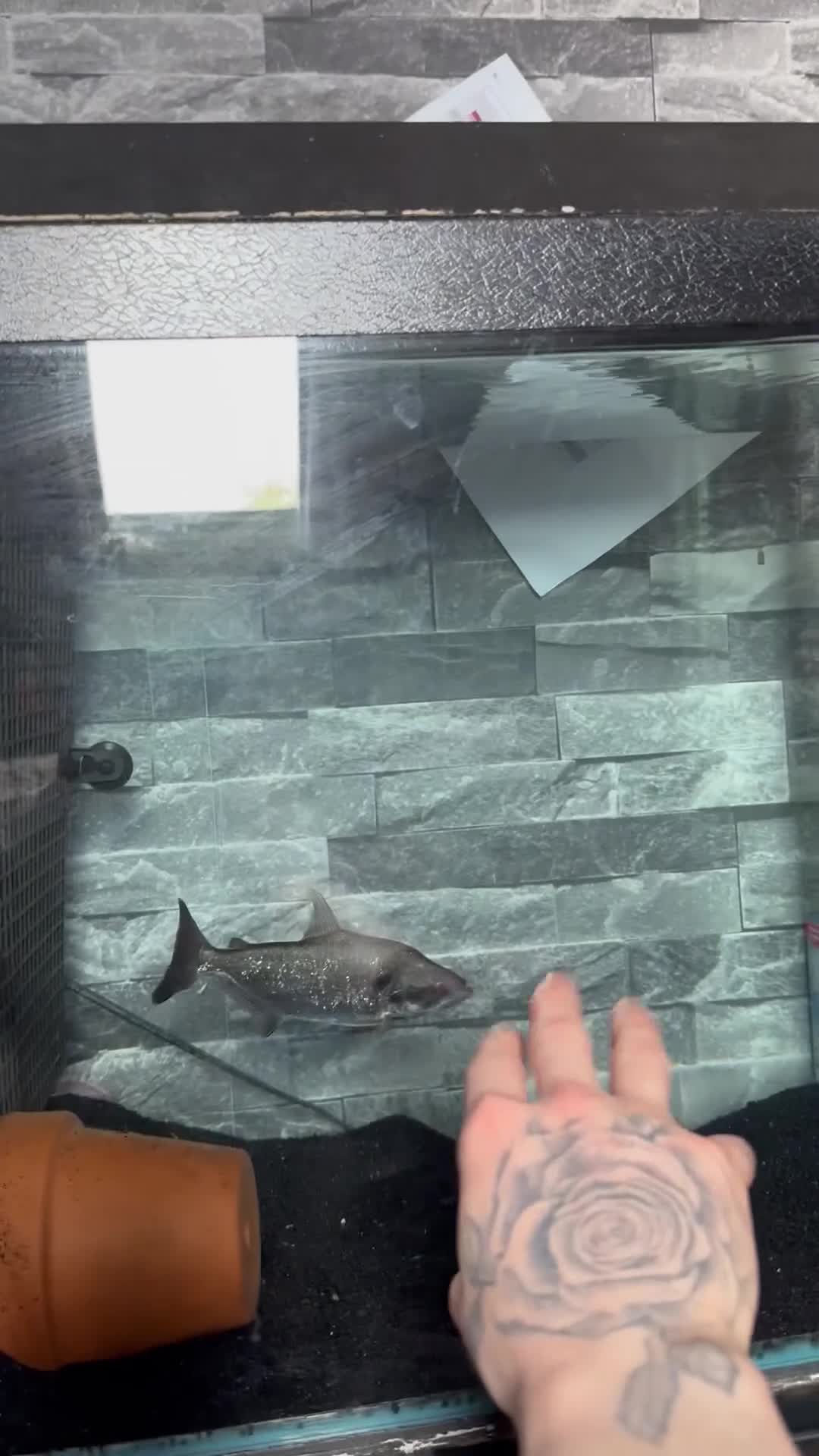 Piranhas fish for sale: BLACK MASK ELONGATUS PIRANHA  - Video 2