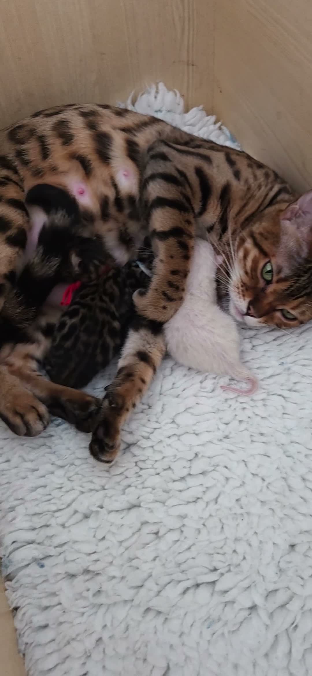 Bengal cats for sale: ✨️New babies born. Brown and snow ✨️ - Video 2