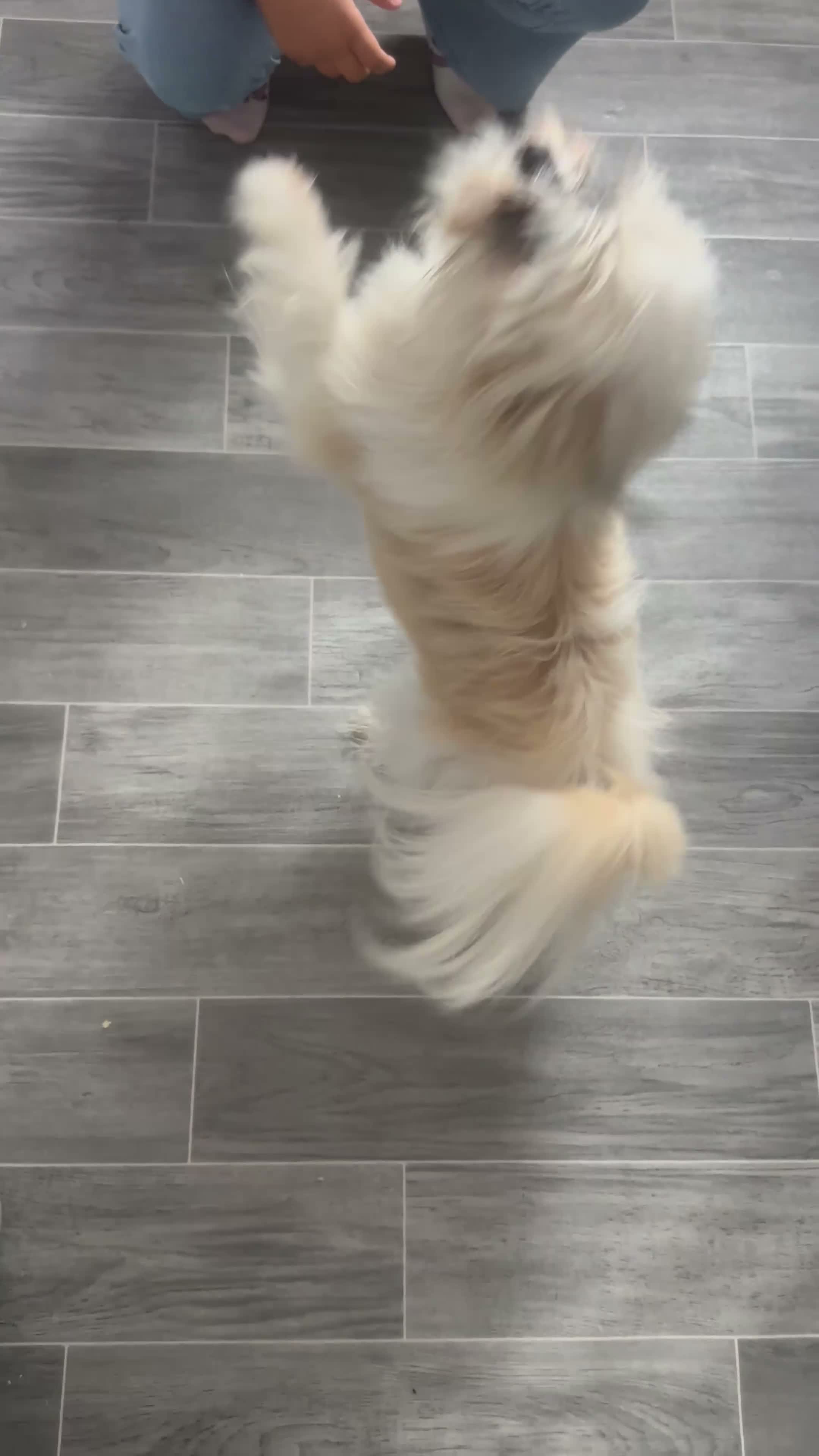 Shih Tzu dogs for sale: Props - Video 1