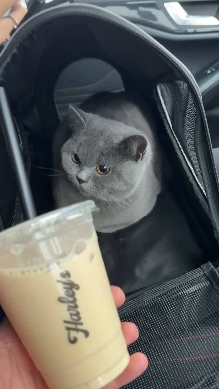 British Shorthair cats for sale: British shorthair kittens - Video 2