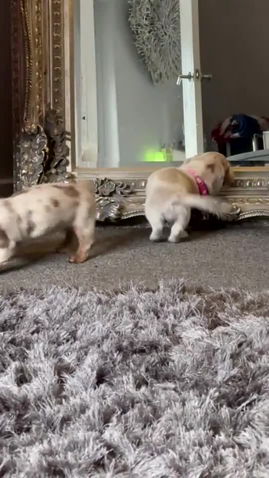 Miniature Dachshund dogs for sale: RE-OPENED AD 2x KC mini long haired 5* ready now  - Video 1