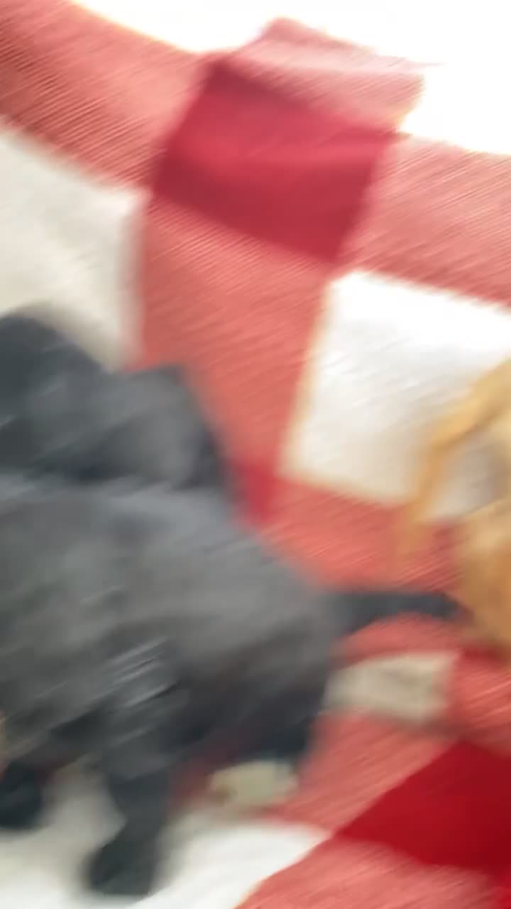 Mixed Breed dogs for sale: Sprockerdor puppies  - Video 2