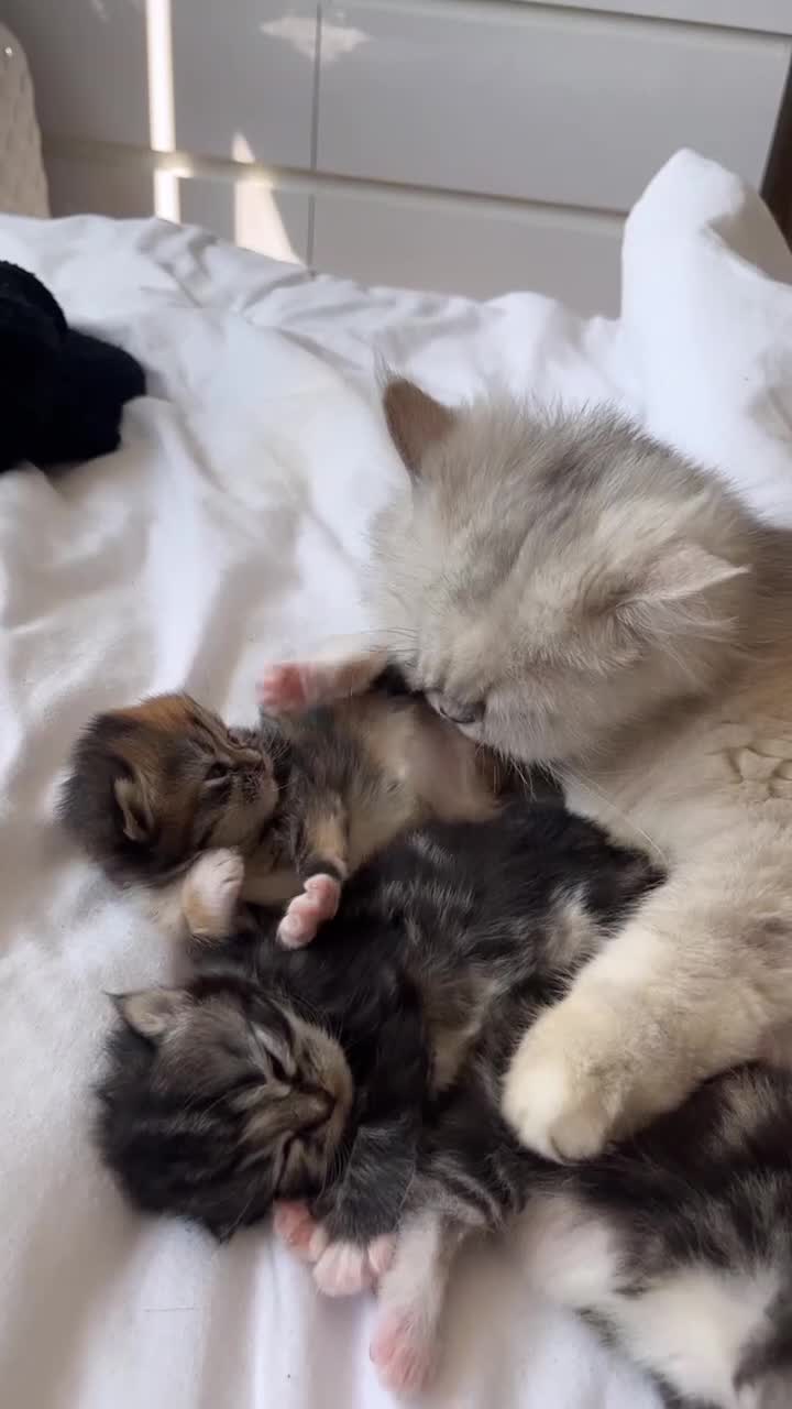 Persian cats for sale: 1 Silver Doll Faced X Persian female kitten - Video 1